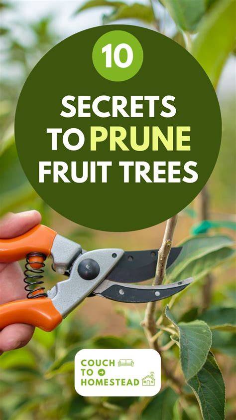 10 Expert Tips for Effective Backyard Fruit Tree Pruning … - raincitystudios.com