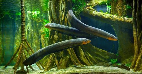 10 Facts About Electric Eels - Luxwisp - muktibox.com