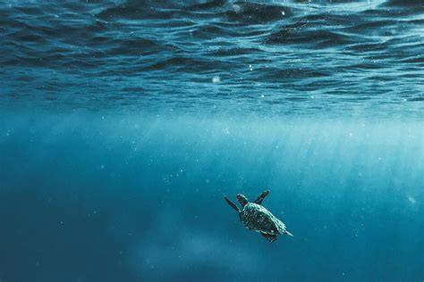 10 Famous Underwater Photographers to Follow - Shotkit - raincitystudios.com