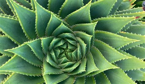 10 Fantastic Examples of Fractals in Nature - Mathnasium - wintechmobiles.com