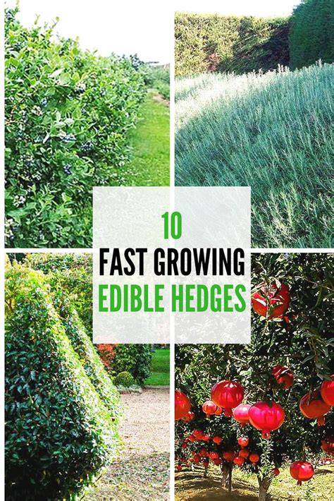 10 fast growing edible hedge plants - Homes To Love - raincitystudios.com