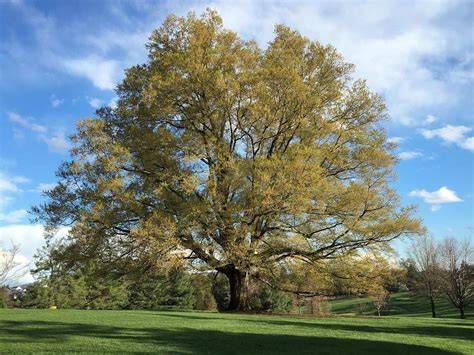 10 Fast Growing Oak Trees to Consider - Gardening … - raincitystudios.com