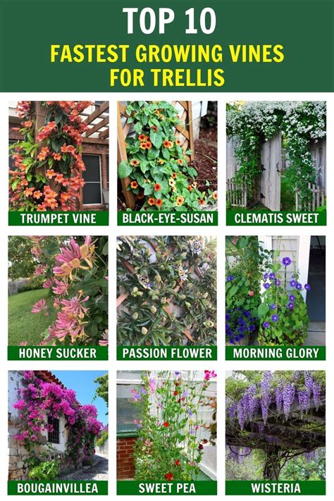 10 Fast Growing Vines - The Family Handyman - raincitystudios.com
