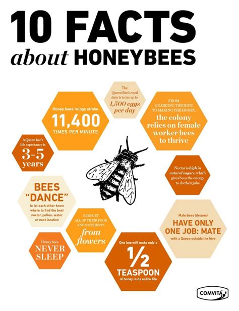 10 Fascinating Facts About Our Little Honey Bees