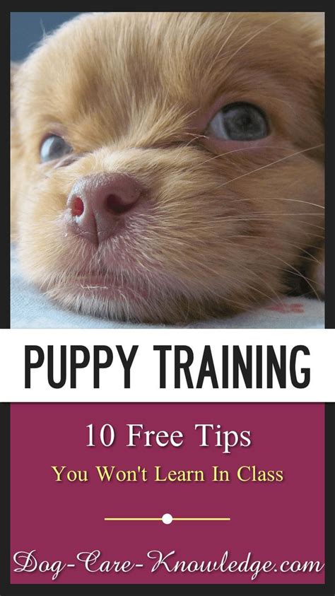 10 Free Puppy Training Tips You Won