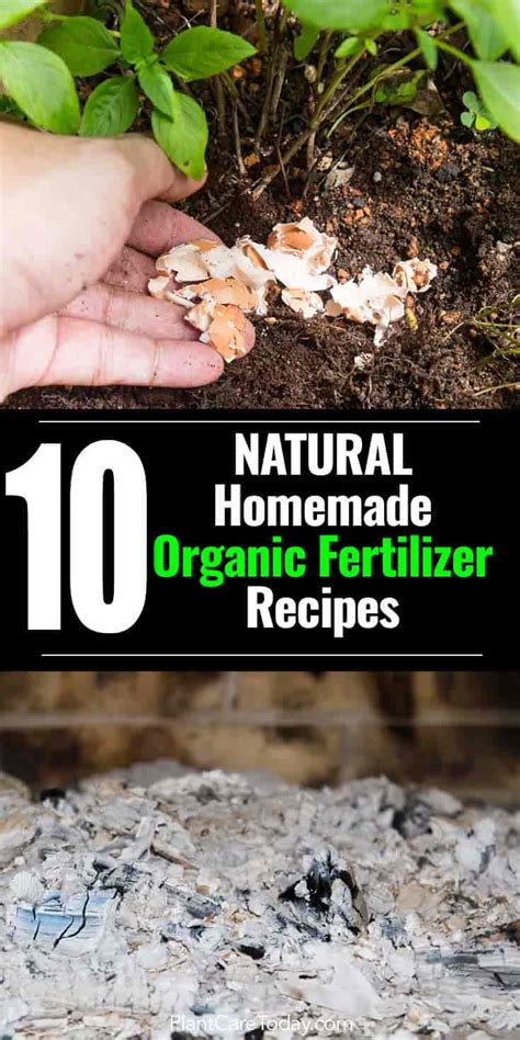 10 Homemade Fertilizer Recipes for Organic … - raincitystudios.com