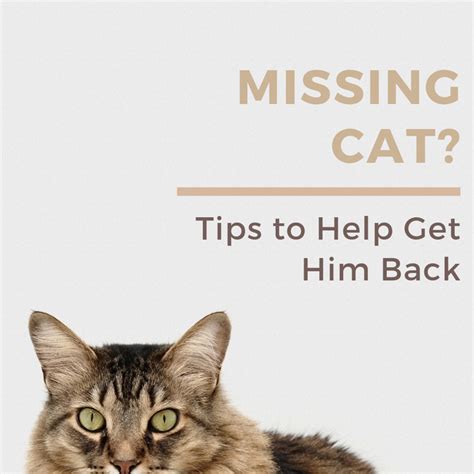 10 Helpful Tips for How to Find a Lost or Missing Cat