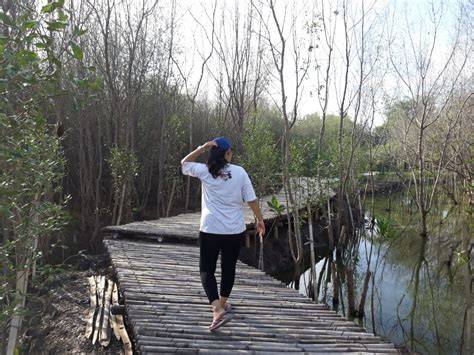 10 Indonesia Mangrove Forests Open for Tourists - raincitystudios.com