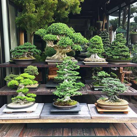 10 Inspiring Bonsai Garden Ideas for Your Home or Patio - raincitystudios.com