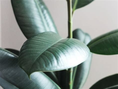 10 Indoor Plants That Improve Overall Health and Wellness