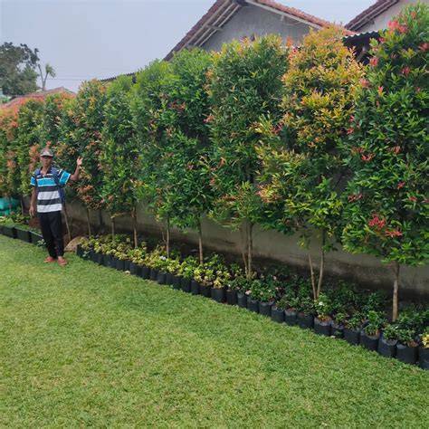10 Jenis Tanaman untuk Pagar - Rukita - raincitystudios.com