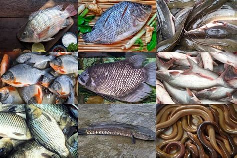 10 Jenis Ikan Air Tawar di Indonesia Yang Sering …