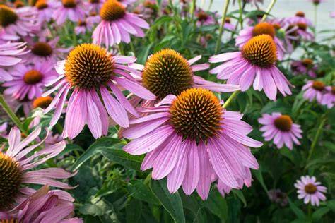 10 Low-Maintenance Plants Perfect For A Rain Garden - raincitystudios.com