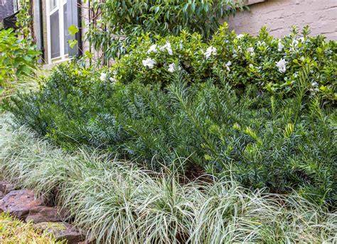 10 Low-Maintenance Shrubs for Your Garden - NeoGrass - raincitystudios.com
