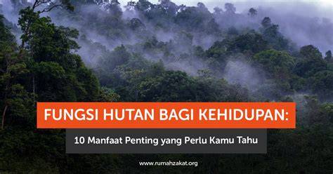10 Manfaat Hutan Bagi Manusia dan Lingkungan - raincitystudios.com