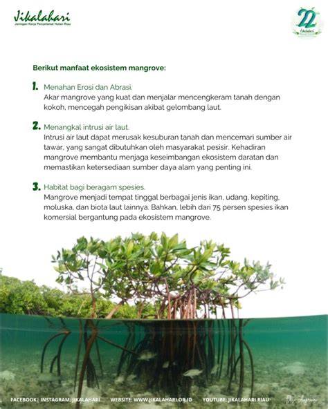 10 manfaat hutan mangrove bagi ekosistem pesisir - raincitystudios.com