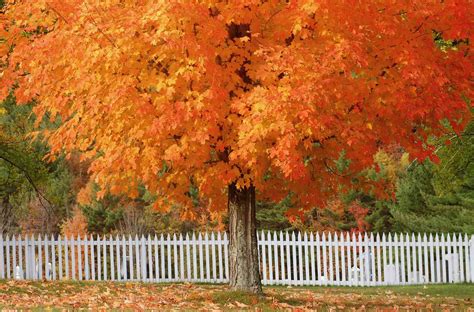 10 Maple Trees for Best Fall Color - The Spruce - muktibox.com