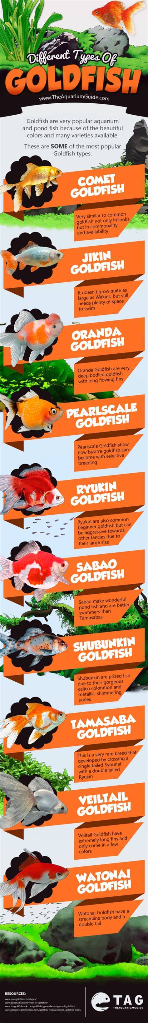 10 Most Beautiful Fancy Goldfish Types [Infographic] - raincitystudios.com
