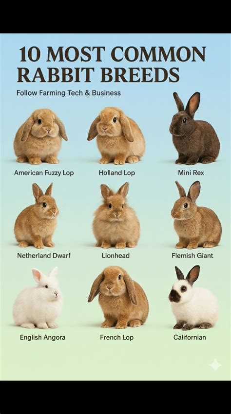 10 Most Common Rabbit Breeds in... - Farming Tech& Business - muktibox.com