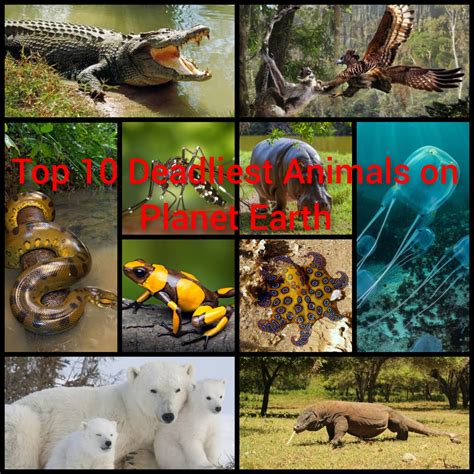 10 MOST DANGEROUS ANIMALS ON OUR PLANET