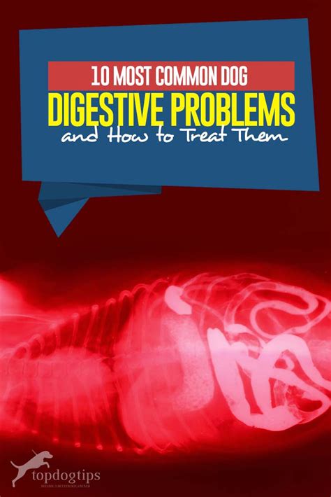 10 Most Common Dog Digestive Problems - Top Dog Tips