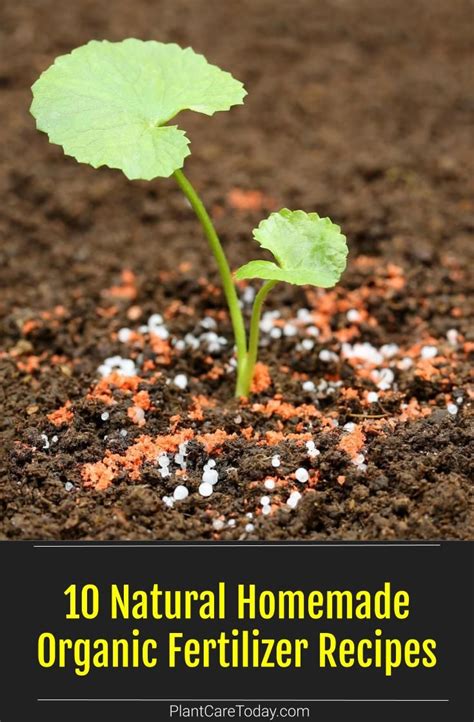 10 Natural Fertilizer Recipes - Home Grown Fun - raincitystudios.com