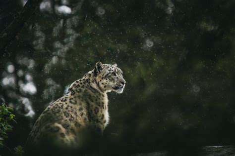 10 Nickname For Snow Leopard - muktibox.com