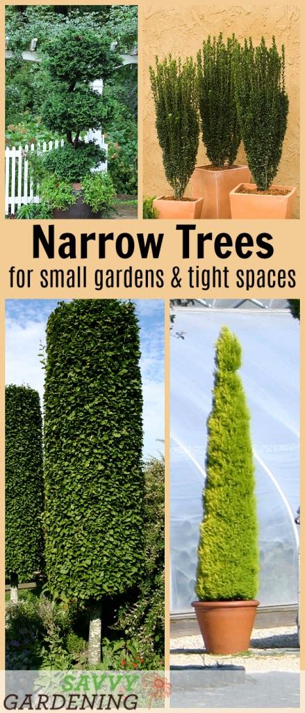 10 Narrow Trees for Small Gardens and Tight Spaces - Savvy Gardening