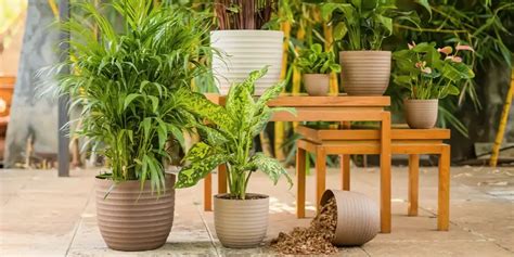 10 of the best eco-friendly plant pots - BBC Gardeners … - raincitystudios.com
