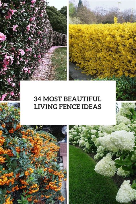 10 of the Best Living Fence Ideas - The Family Handyman - raincitystudios.com