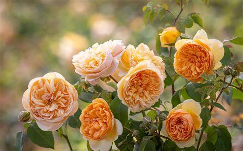 10 of the Most Fragrant Roses | The English Garden - raincitystudios.com
