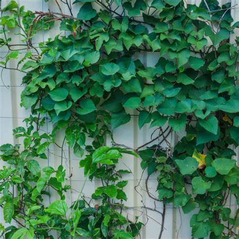 10 Perennial Edible Climbing Vines for … - raincitystudios.com