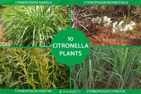 10 Perfect Plant Partners for Citronella Plant - raincitystudios.com
