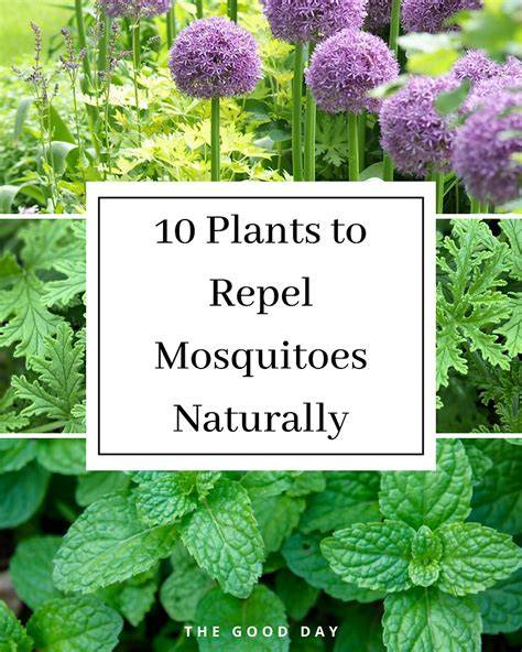 10 Plants That Naturally Repel Mosquitoes and Other ... - NewsBreak - raincitystudios.com