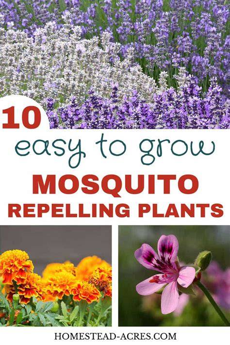 10 Plants That Repel Mosquitoes For A Bug Free Bedroom - raincitystudios.com