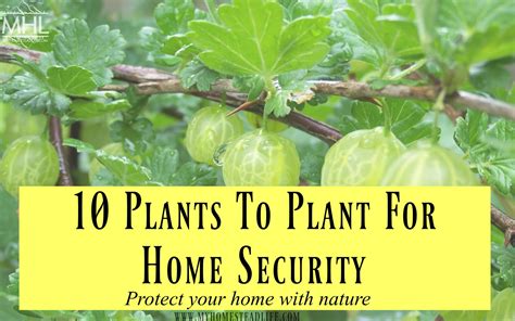 10 Plants To Plant For Home Security - My Homestead … - raincitystudios.com