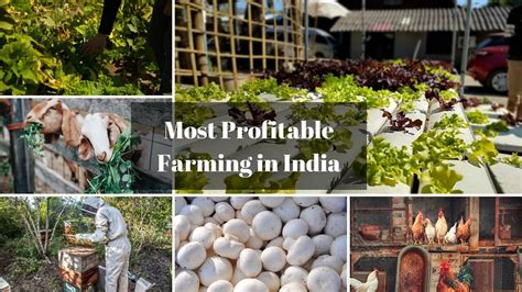 10 Profitable Farming in Zimbabwe - coolestguyplanet.net