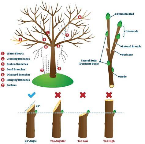 10 Proven Tips to Maximize Orchard Profits Through Tree Pruning - raincitystudios.com