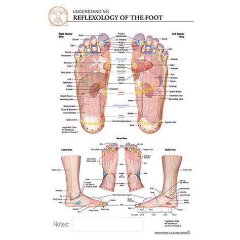 10 Pack Reflexology Chart & Essential Oil Use Guide (8.5 x 11 on 16pt card stock) 2sided