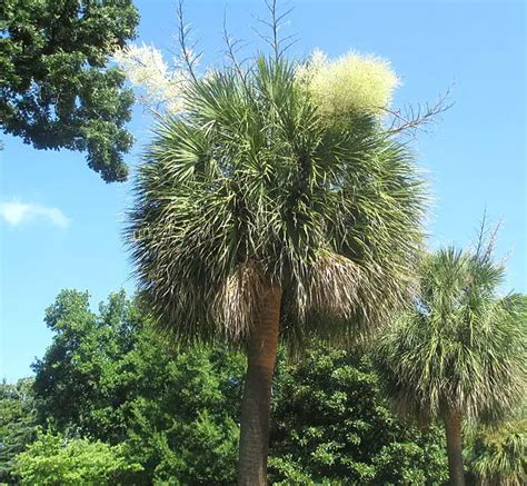 10 Palm Trees That Grow in South Carolina (with …