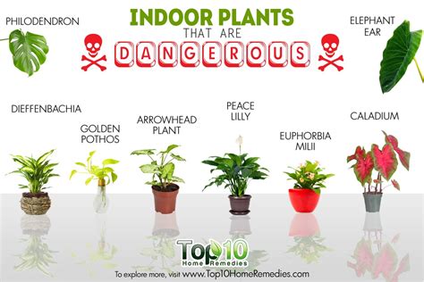 10 Poisonous Indoor Plants Your Children and Pets …