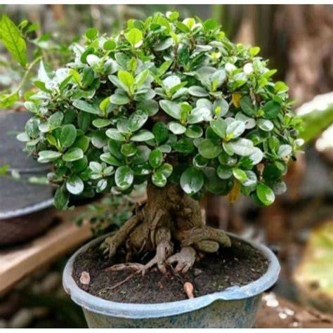 10 Rekomendasi Bonsai Beringin Dolar Terbaik | mybest - raincitystudios.com