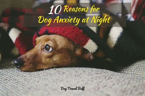 10 Reasons For Dog Anxiety At Night: How To Calm A …