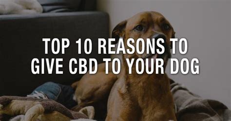 10 Reasons To Give Your Dog Cbd