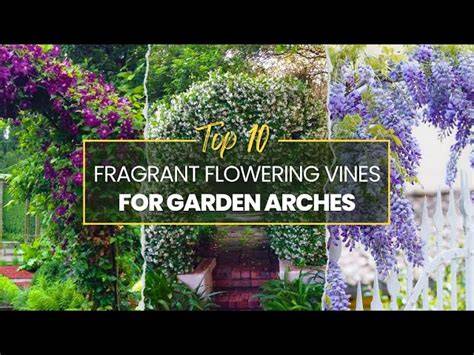 10 scented climbers to grow - BBC Gardeners World … - raincitystudios.com