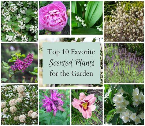 10 Scented Plants To Grow In Pots - Bunnings Australia - raincitystudios.com