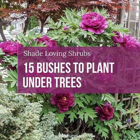 10 Shade-Loving Trees - Westwood Gardens - raincitystudios.com