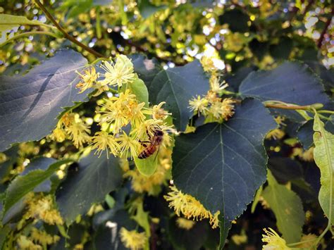 10 Species of Linden Trees for Your Landscape - The Spruce - raincitystudios.com