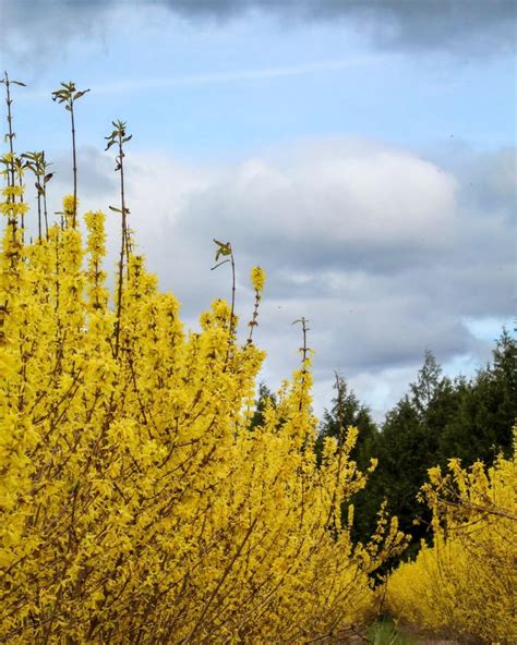 10 Stunning Shrubs That Make the Perfect Living Fence - raincitystudios.com