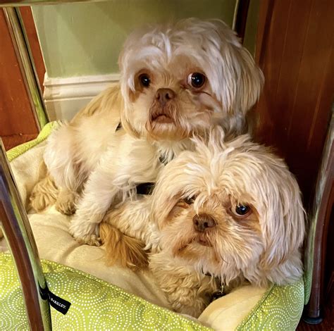 10 Shih Tzus brought to Humane Society of Broward find new ‘fur-ever’ homes
